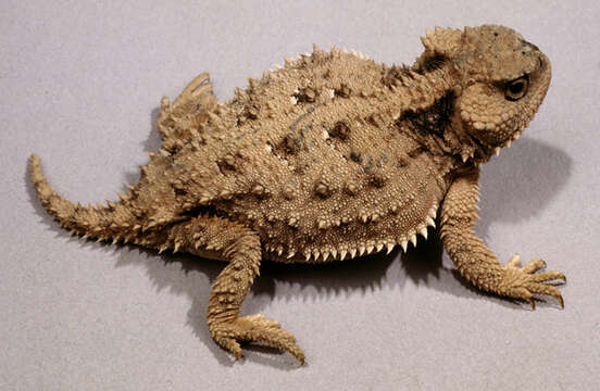 Image of horned lizard