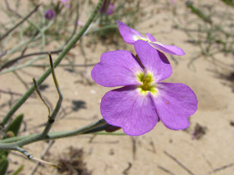 Image of malcolmia