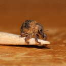 Sivun Gonipterus kuva