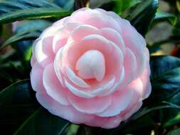 Image of camellia