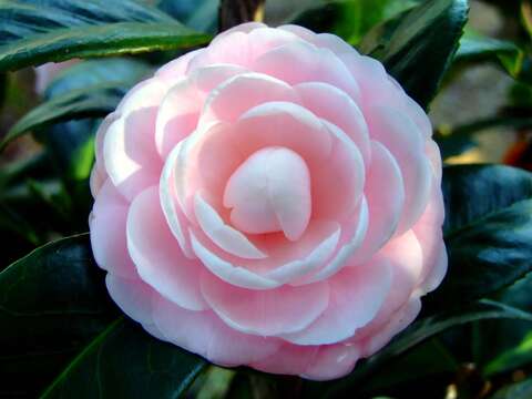 Image of camellia