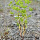 Sivun Euphorbia stricta L. kuva