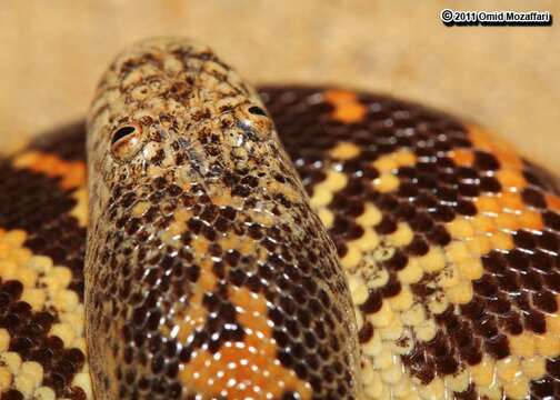 Image of Sand Boas