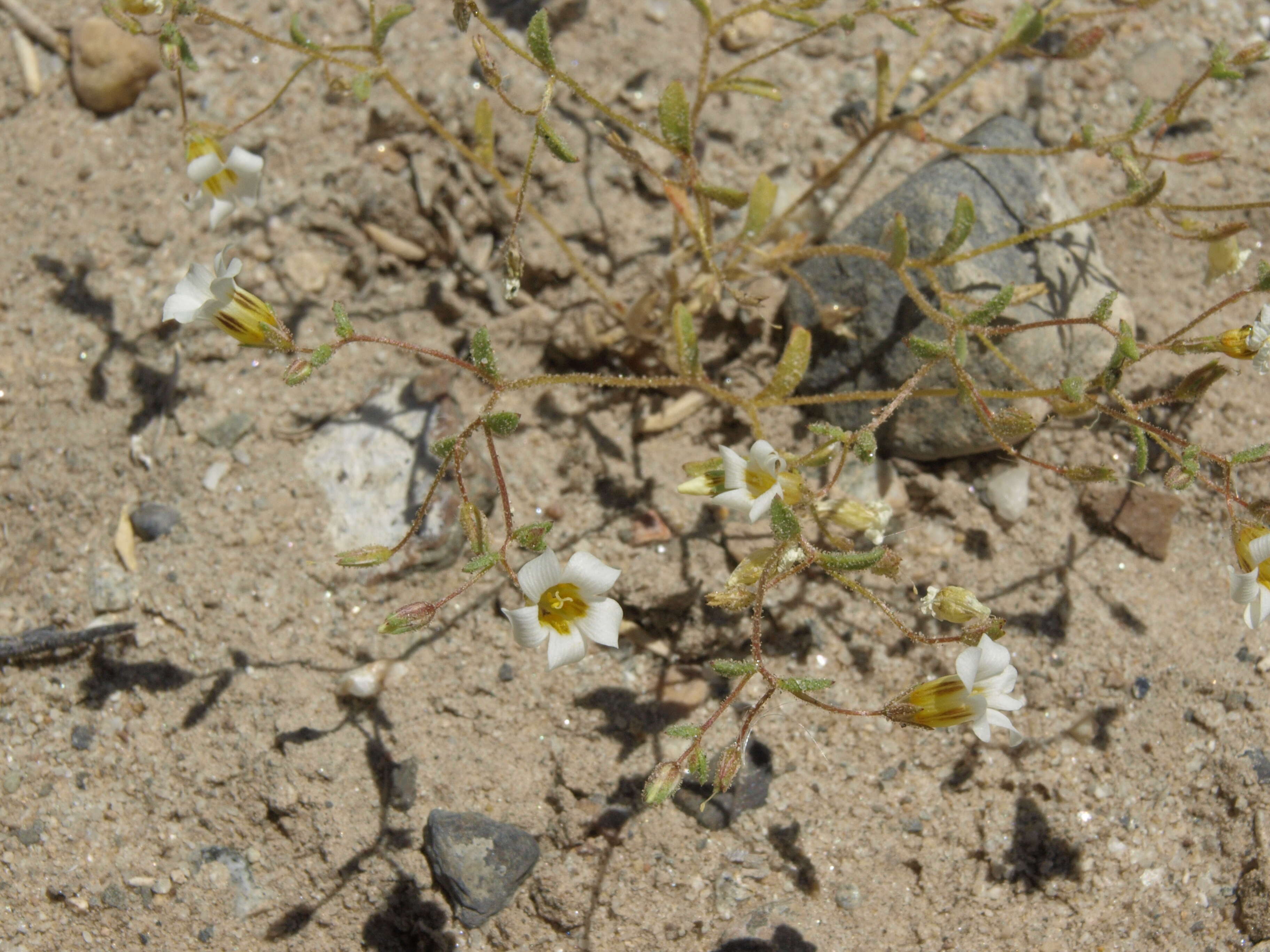 Image of bellshape gilia