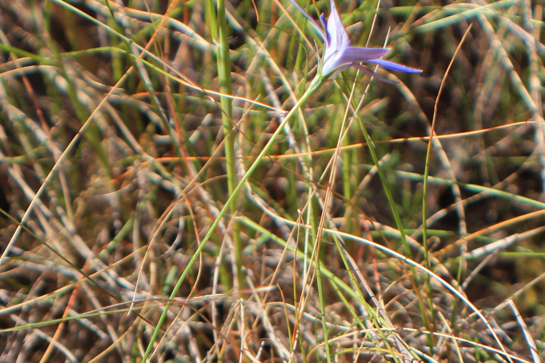 Image of Wahlenbergia luteola P. J. Sm.