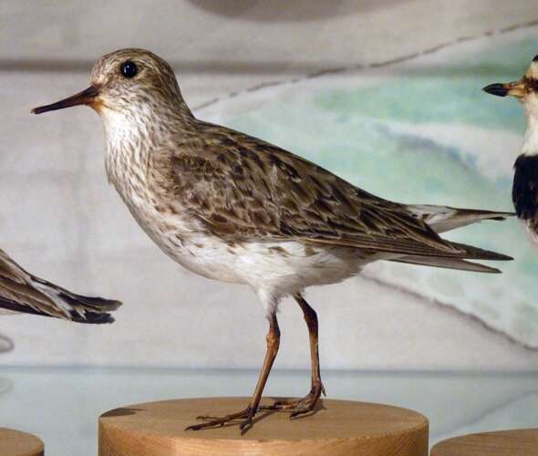 Image of Calidris Merrem 1804