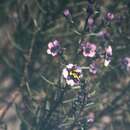 Image of Tinsel Flower