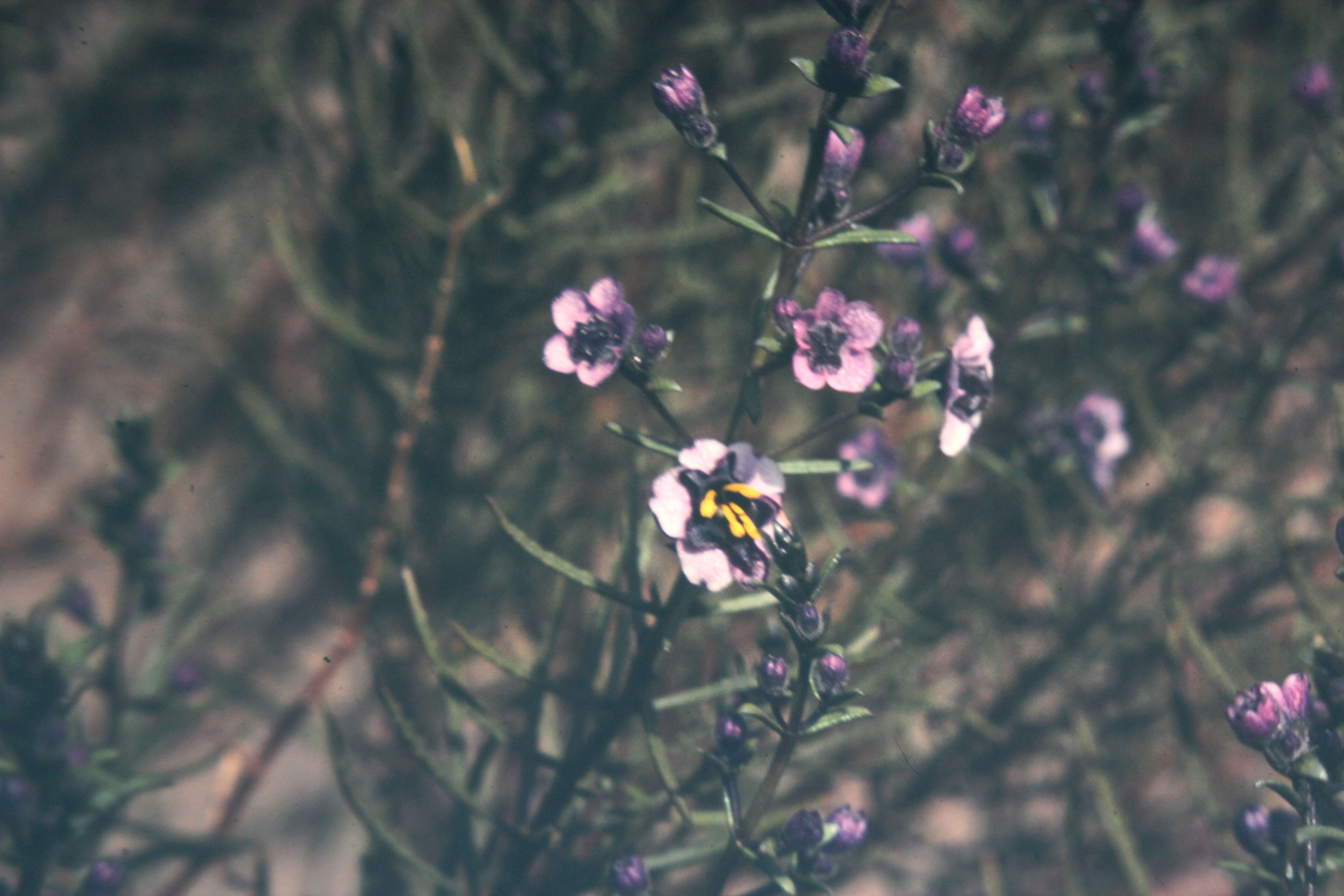 Image of Cyanostegia