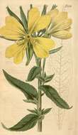 Imagem de Oenothera grandiflora L'Her