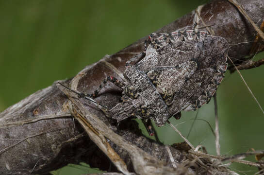 Image of Rough Stink Bugs