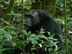 Image of Chimpanzees