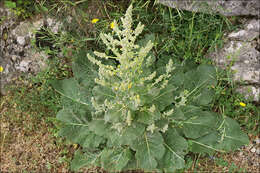 Image of broad-leaf mullein