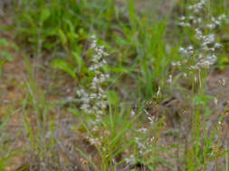 Image of Creeping Molasses Grass