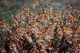 Image of Daviesia hakeoides subsp. hakeoides