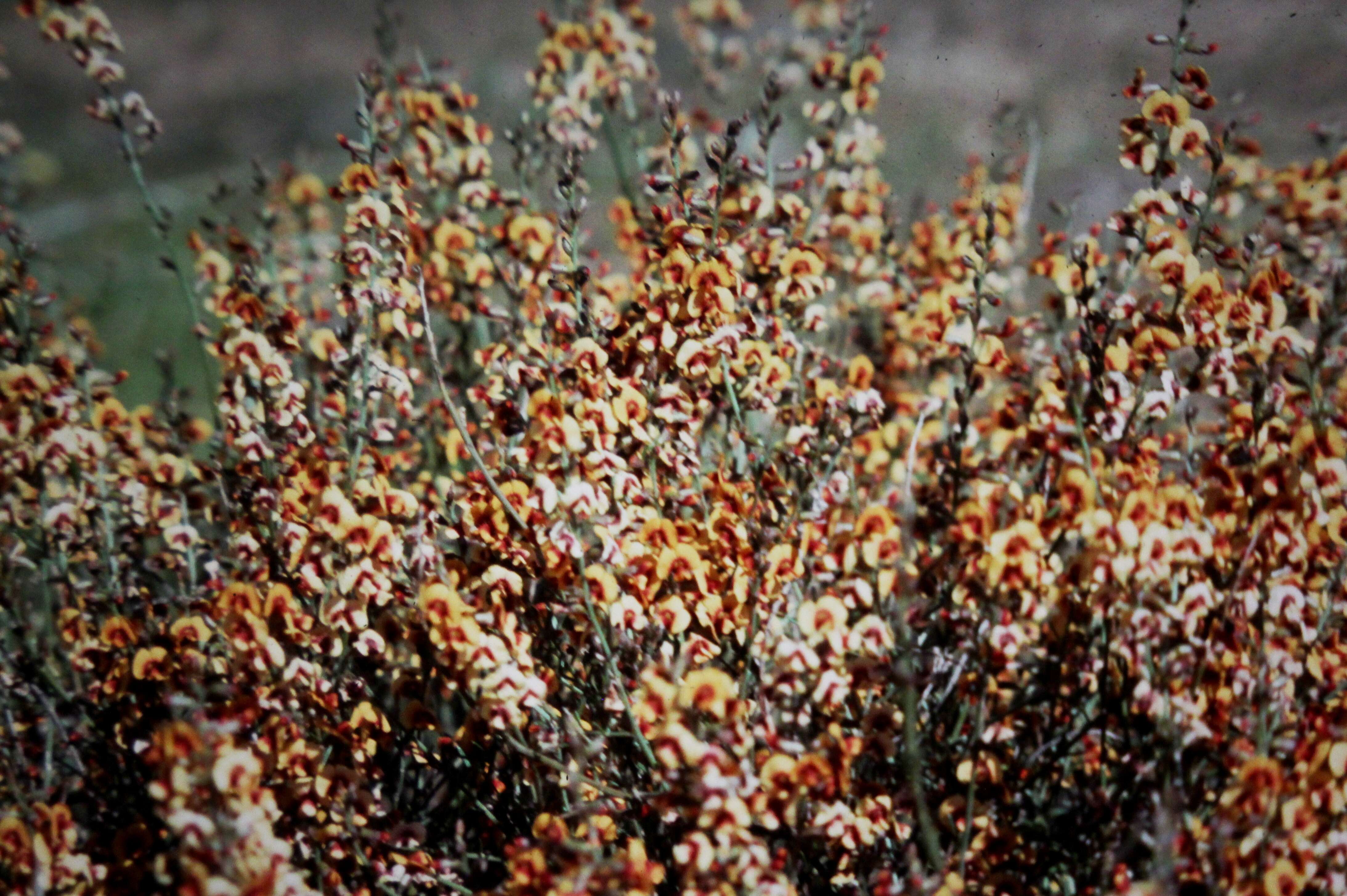 Image of Daviesia hakeoides subsp. hakeoides