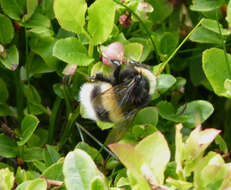 Image of Bumblebees