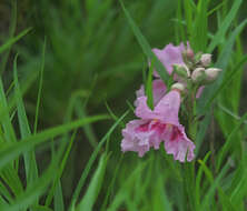 Image of desert willow