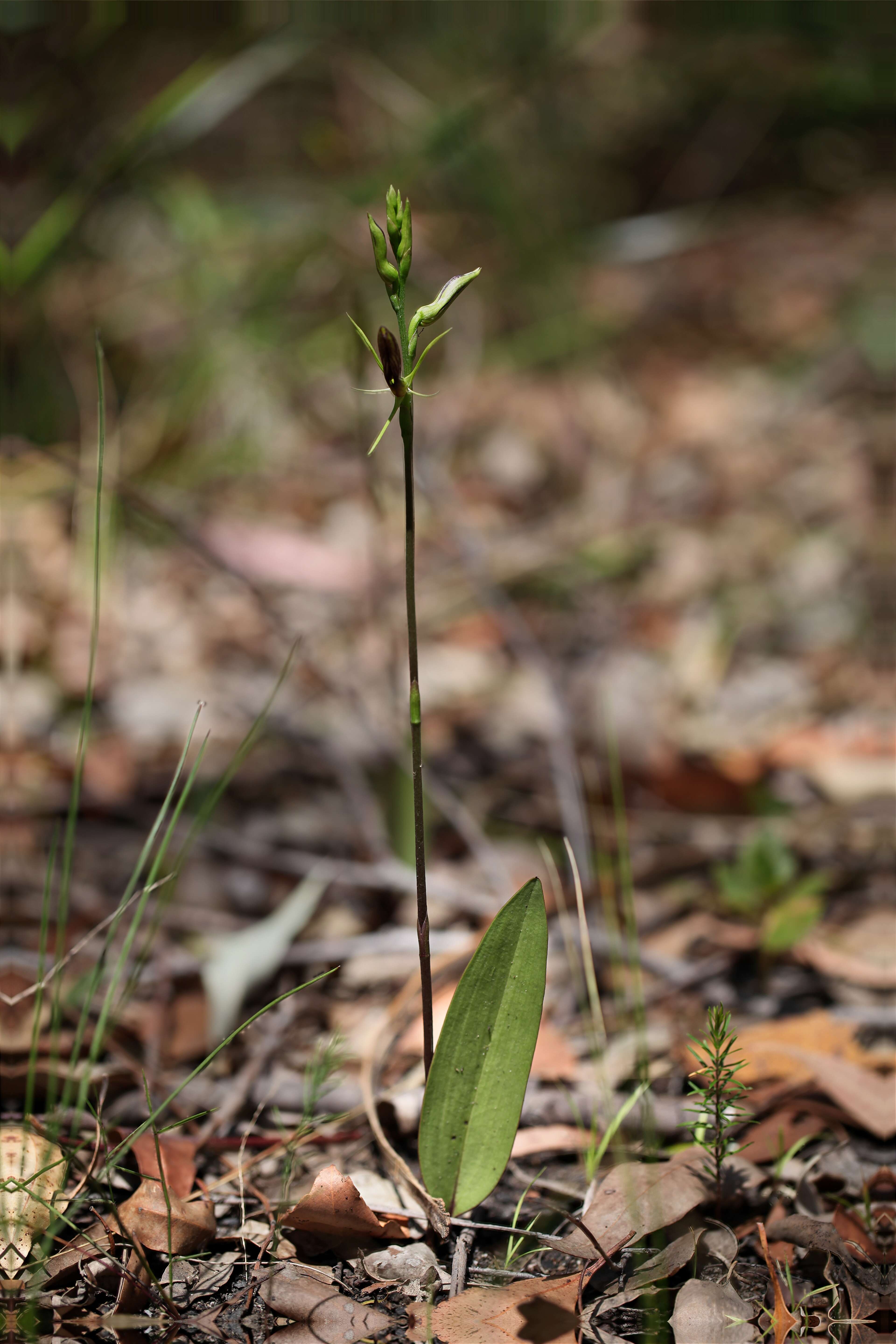 Image of Tongue orchids