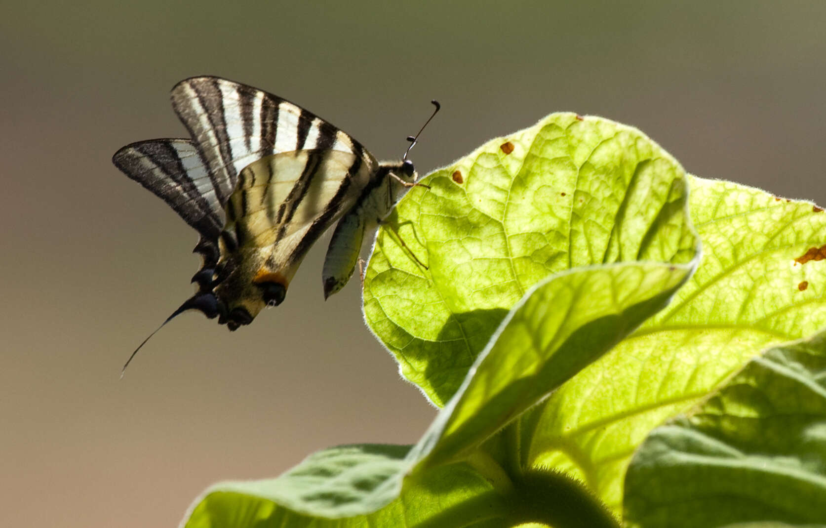 Image of Iphiclides