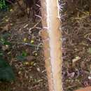 Image of Cereus stenogonus K. Schum.