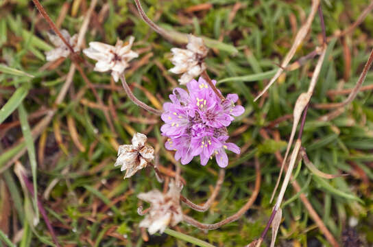 Image of thrift seapink