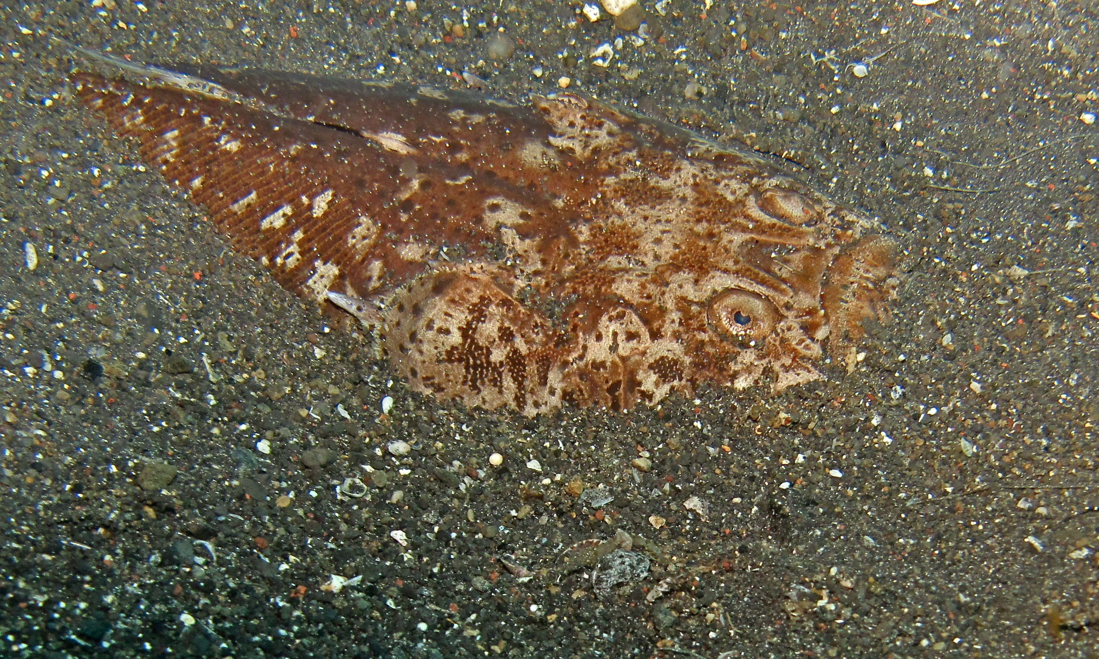 Image of Uranoscopus