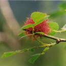 Image of Mossy Rose Gall Wasp