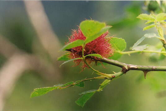 Image of Mossy Rose Gall Wasp