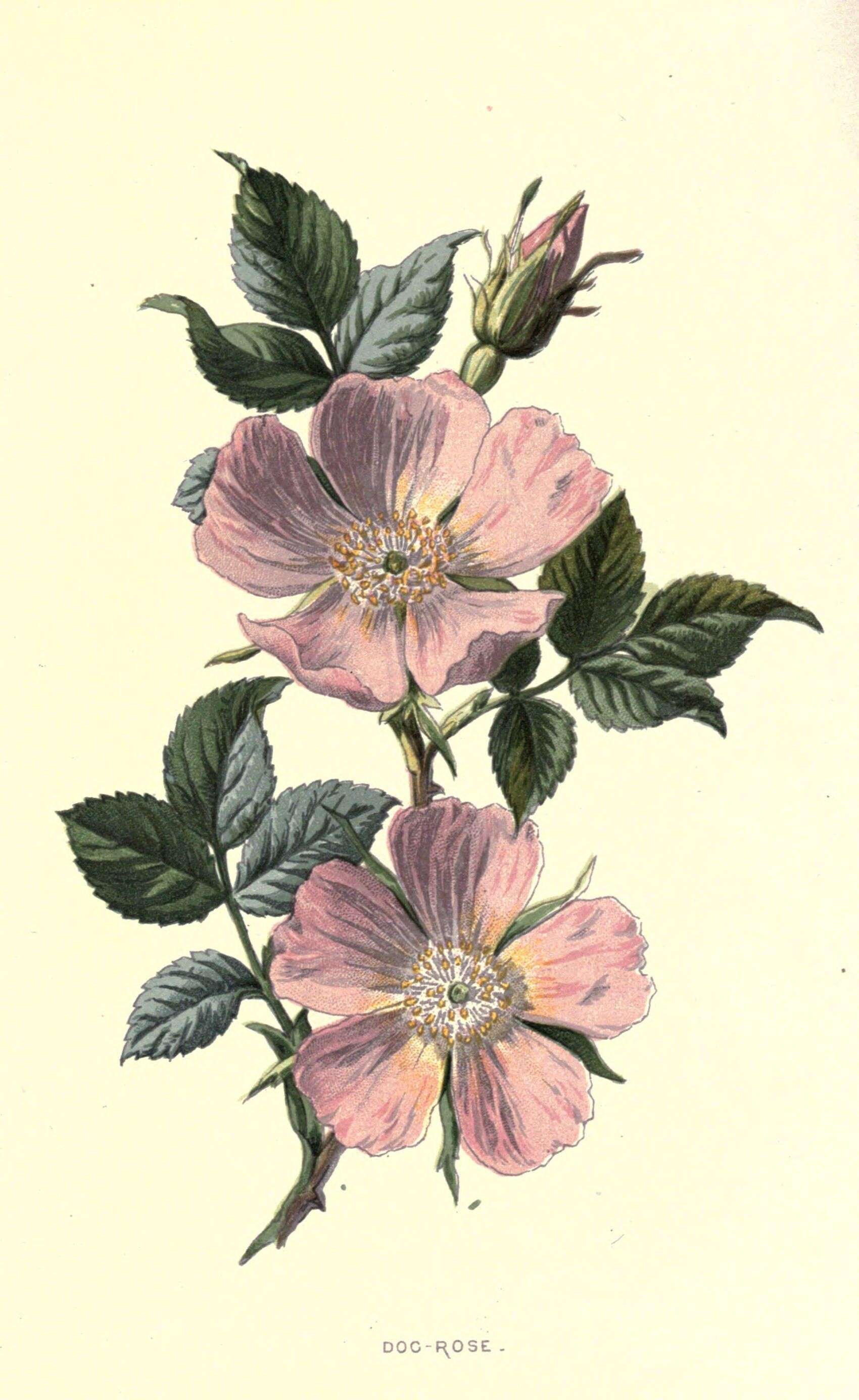 Image of rose