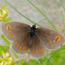 Image of Almond-eyed Ringlet