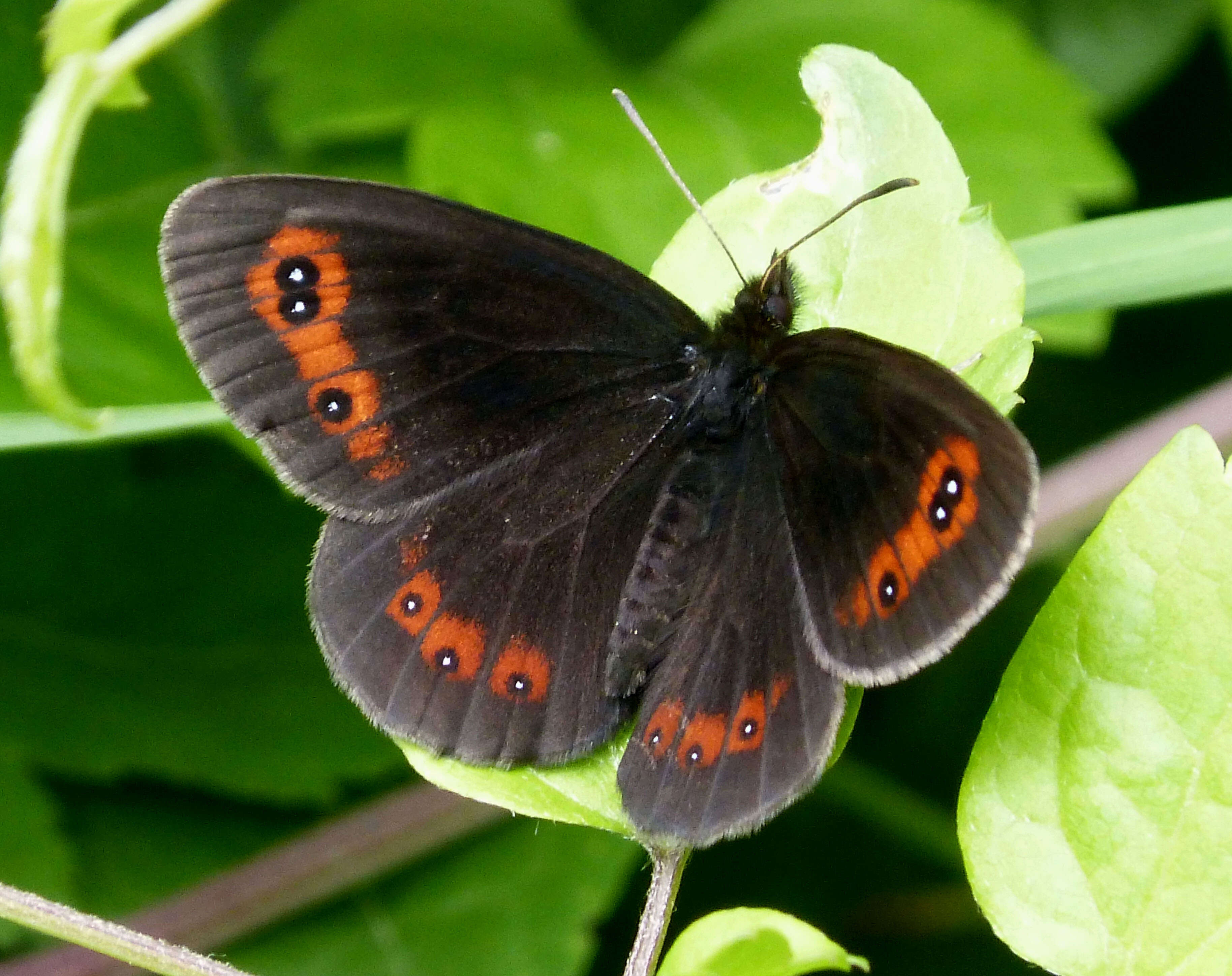 Image of scotch argus