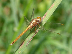 Image of Skimmers (Dragonflies)