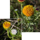 Image of Grindelia pulchella Dunal