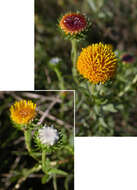 Image of Grindelia pulchella Dunal