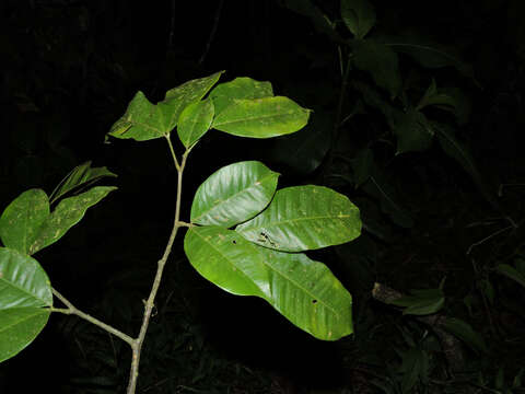 Plancia ëd Macrolobium costaricense W. C. Burger