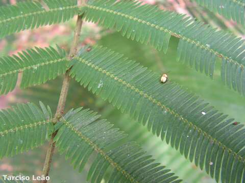 Imagem de Parkia pendula (Willd.) Walp.