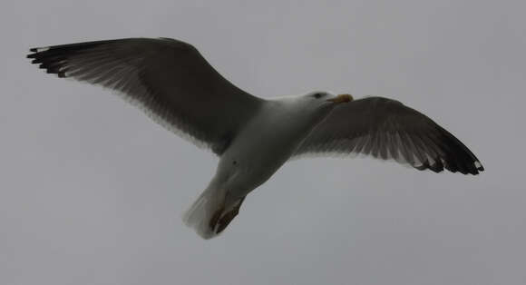 Image of European Herring Gull