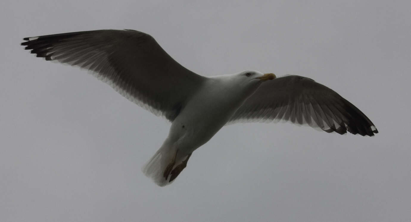 Image of Larus Linnaeus 1758