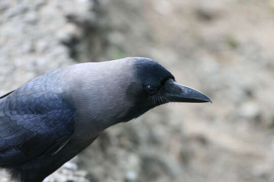 Image of House Crow