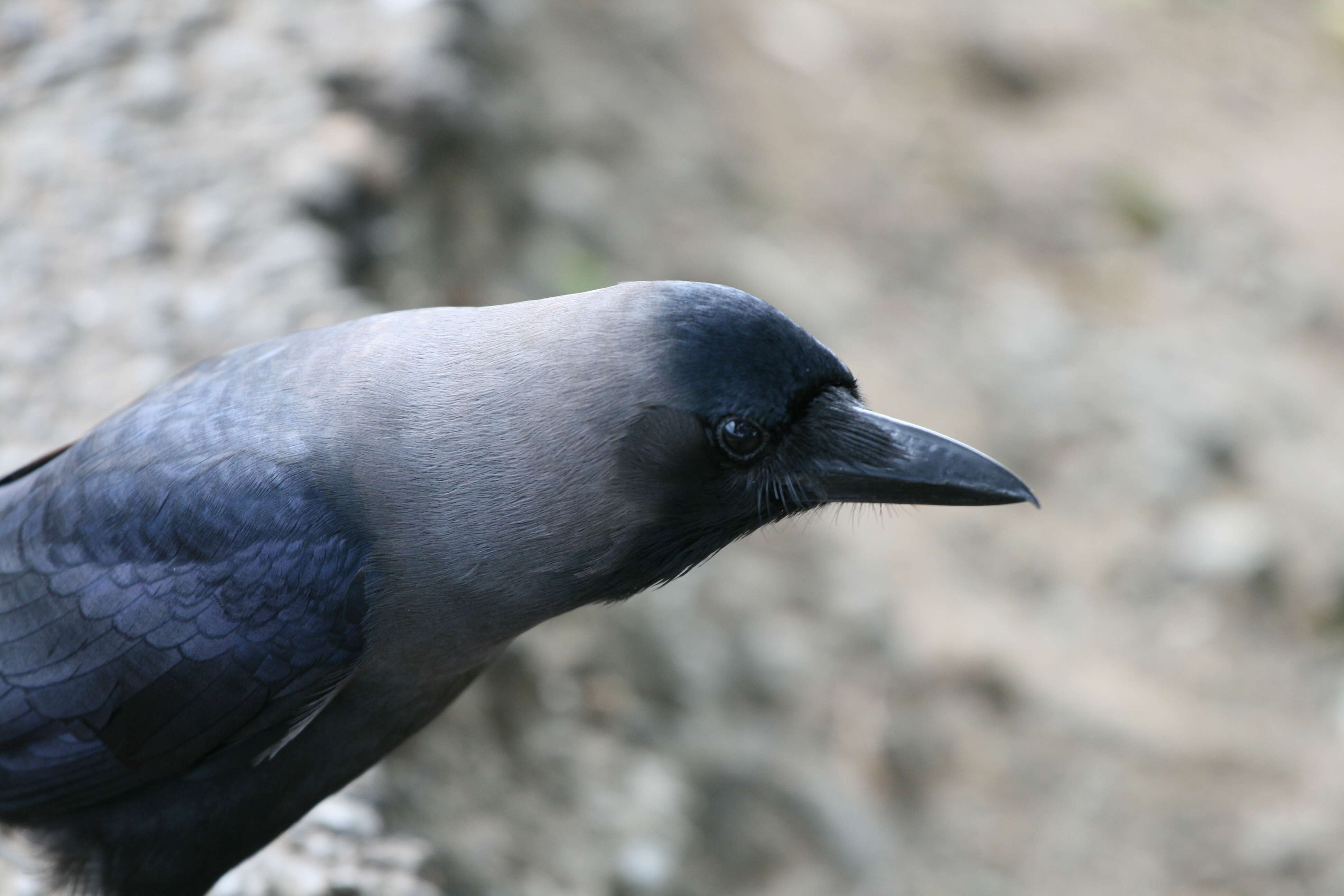 Image of Corvus Linnaeus 1758