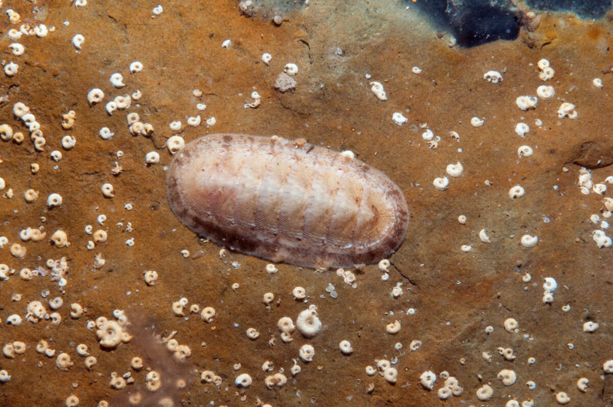 Image of chitons