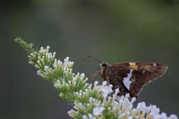 Image of Silver-spotted Skipper