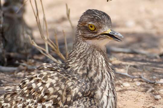 Image of Cape Thick-knee