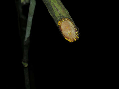 Слика од Garcinia magnifolia (Pittier) B. Hammel