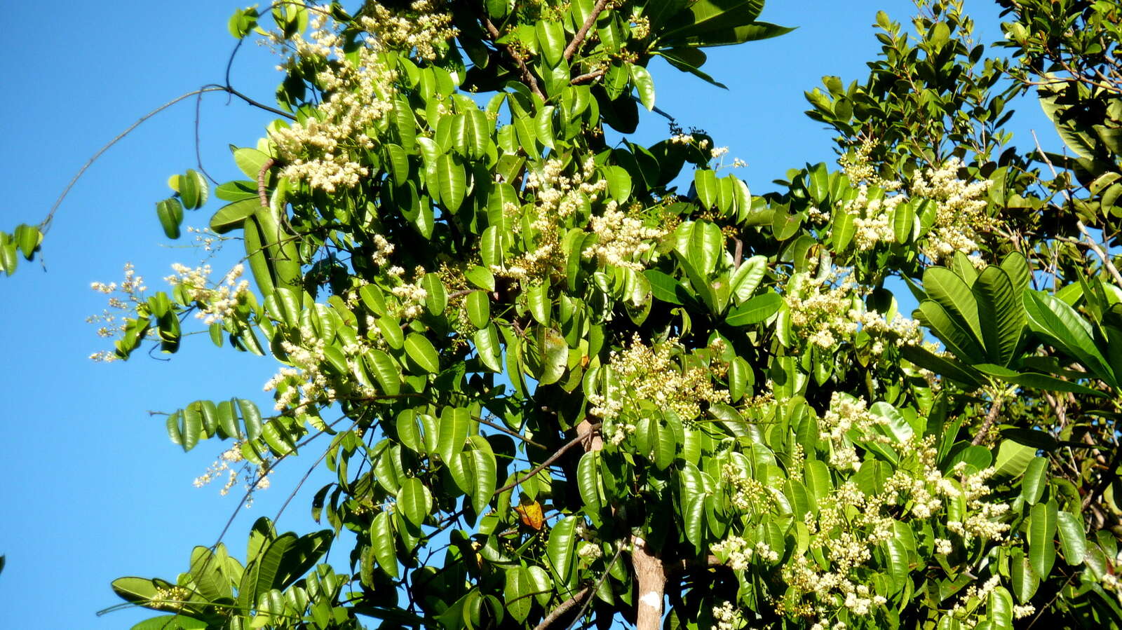 Rourea gardneriana Planch.的圖片