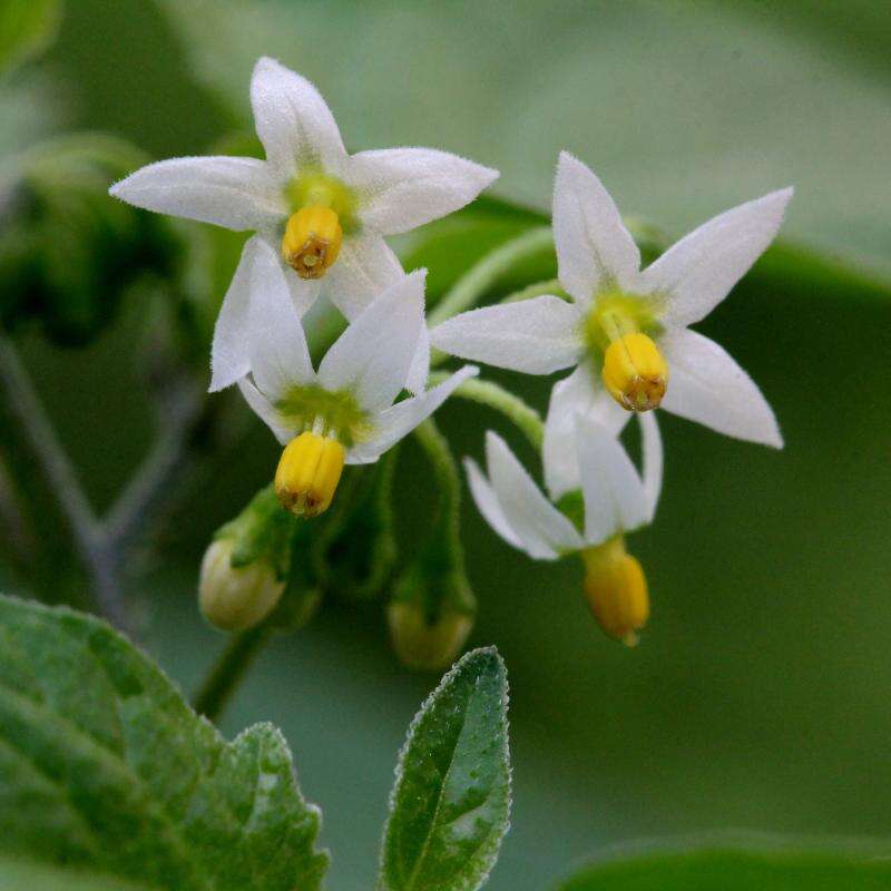 Image of American black nightshade