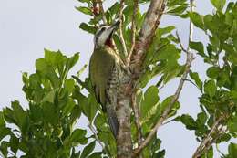 Image of Xiphidiopicus Bonaparte 1854