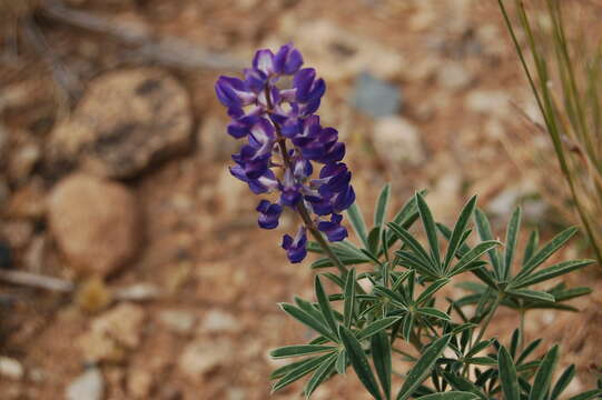 Image of silvery lupine