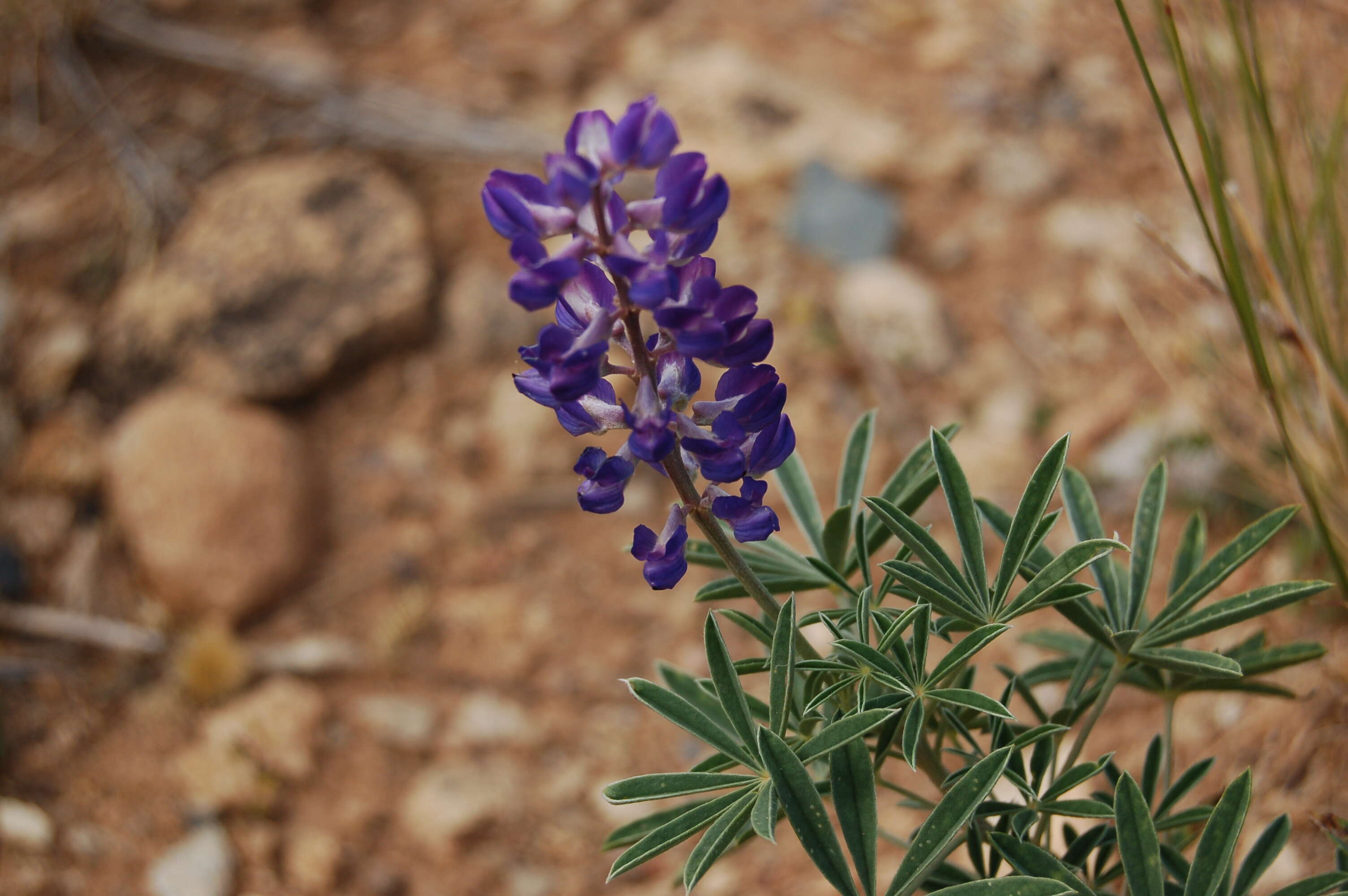 Sivun Lupinus argenteus var. utahensis (S. Watson) Barneby kuva