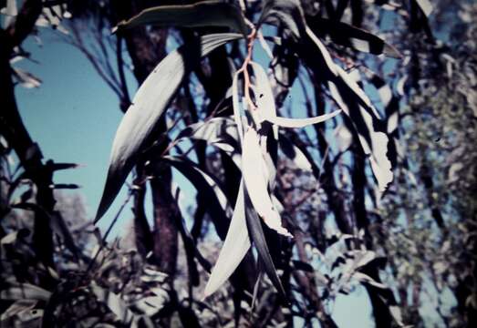 Sivun Acacia harpophylla F. Muell. ex Benth. kuva